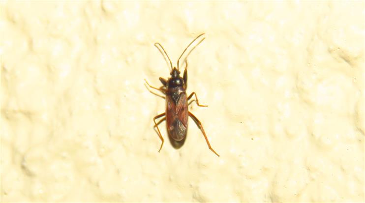 Lygaeidae:  Eremocoris sp.